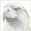 BaldEagle(immature)