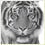 SumatranTiger